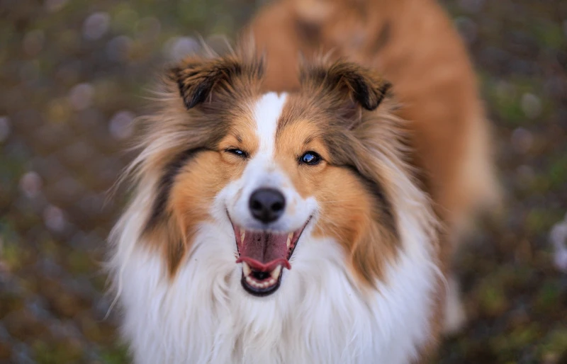 close up of a sheltie or shetland sheepdog