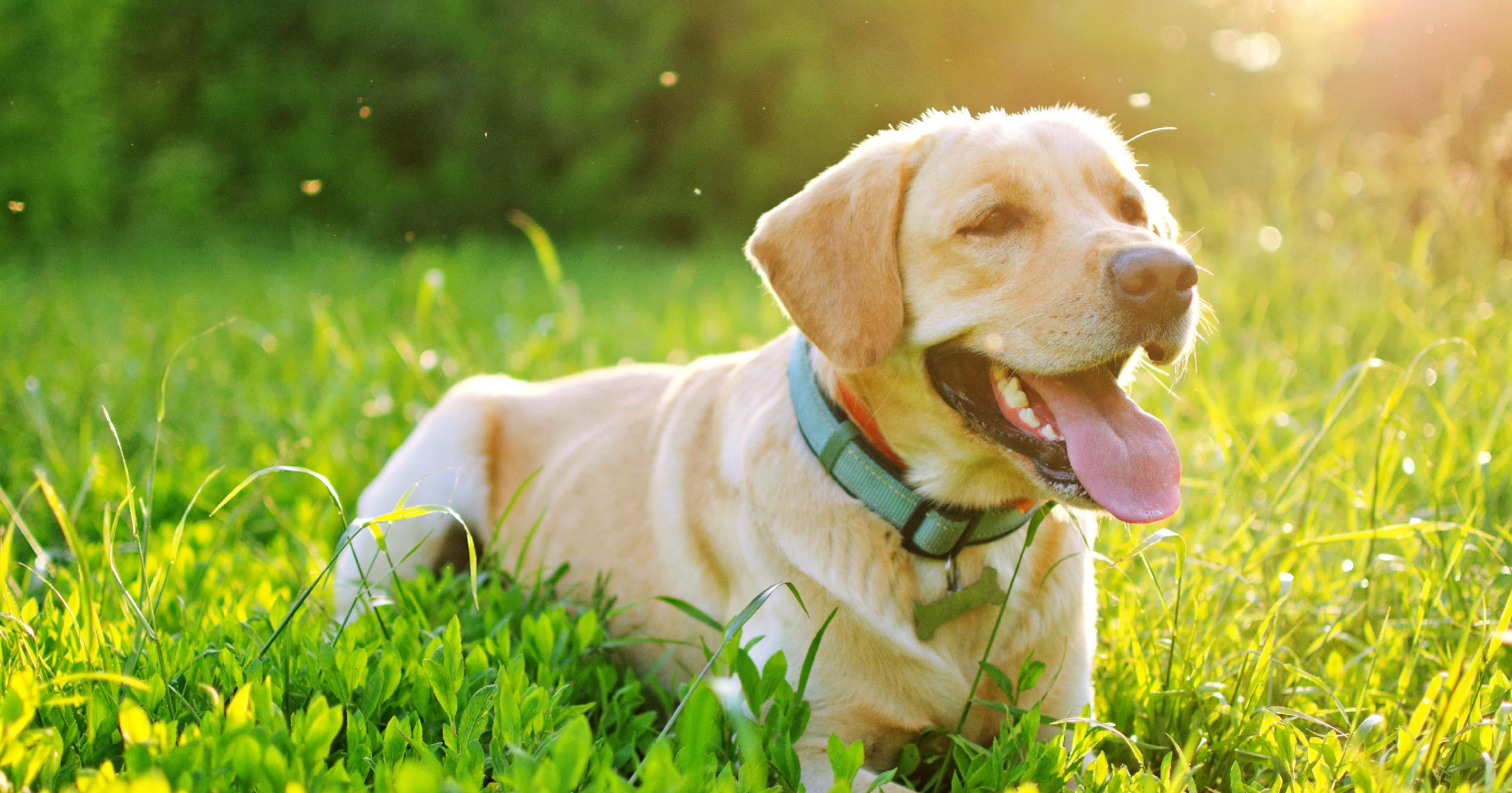 A dog lying outside in the grass.