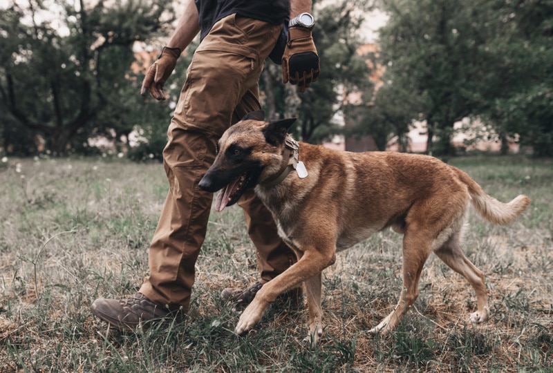 belgian malinios walking with owner