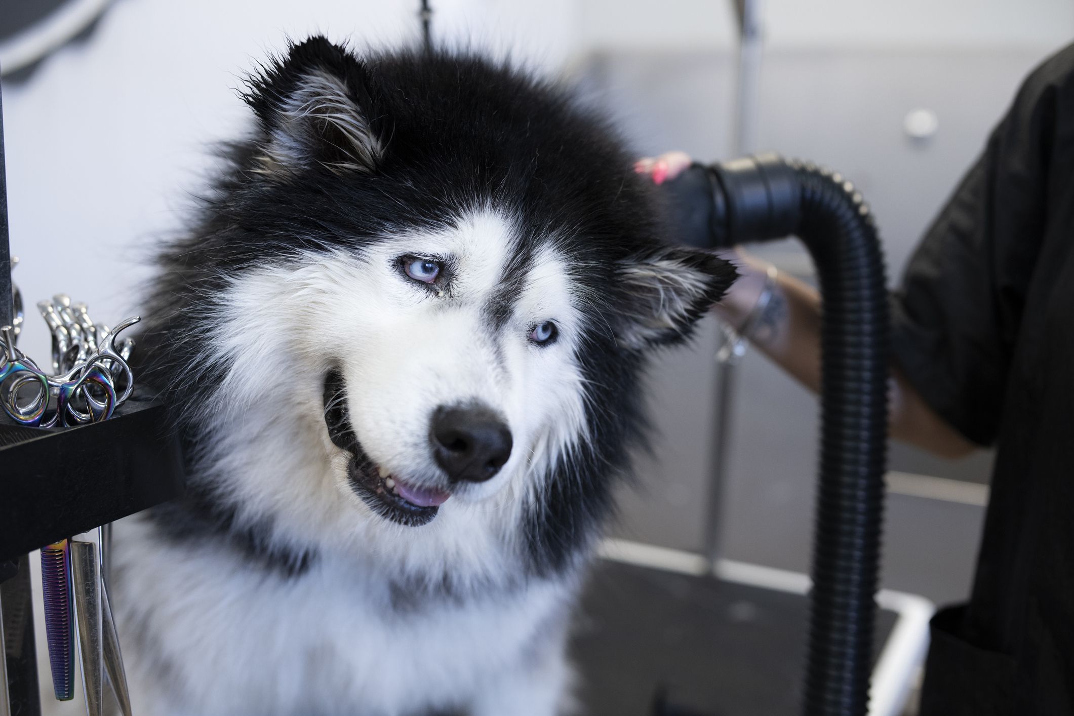 Husky Grooming Tips to Control Shedding – Dogster