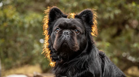 Long haired French Bulldog