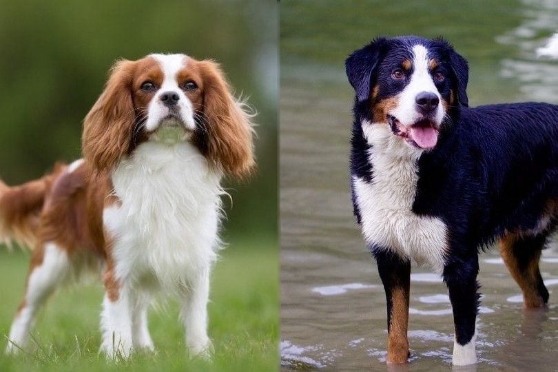 Cavalier King Charles vs Bernese Mountain Dog mix breed