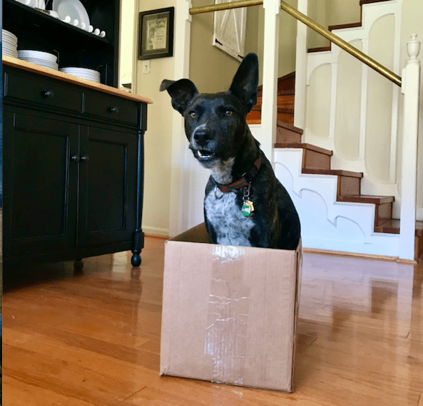 Brindle dog sitting in a moving box with a funny sideways smile