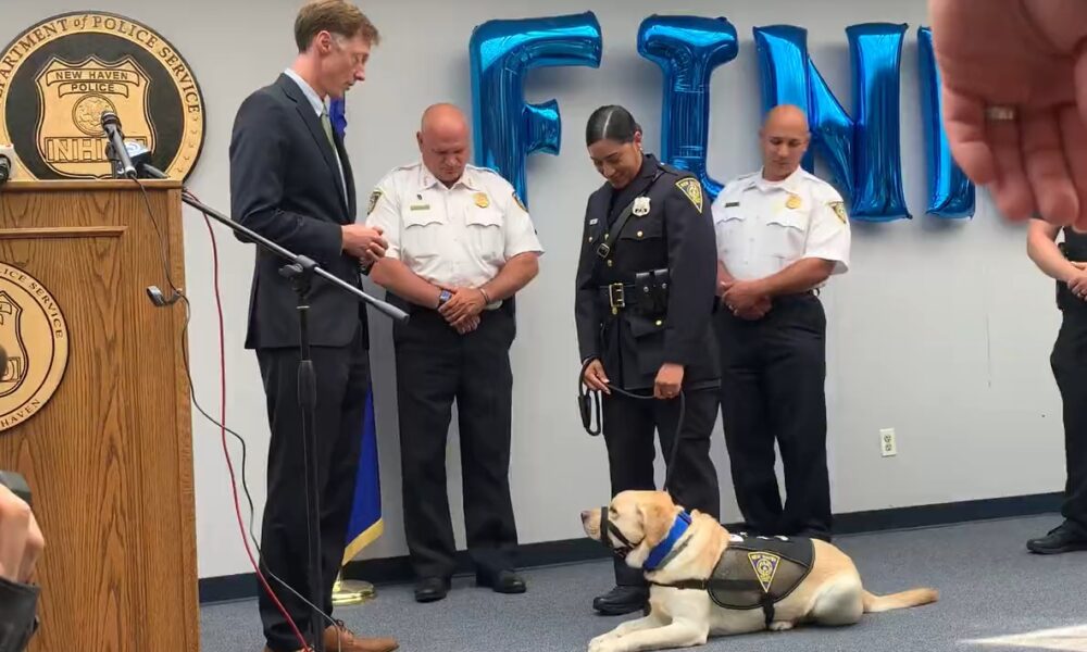 New Haven Police Swears In Finn, The Department's First Police Therapy Dog