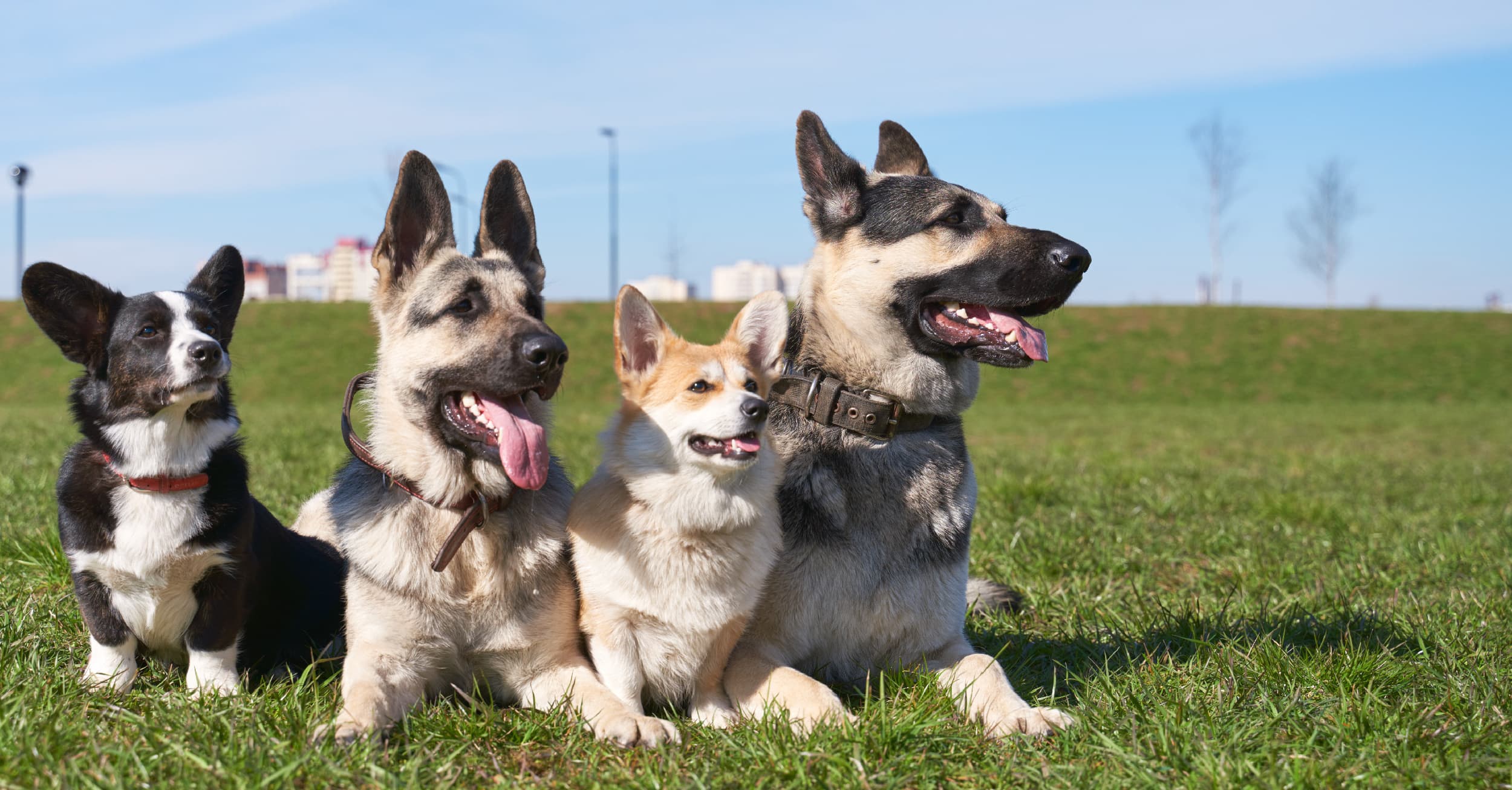 Four dogs sitting on the grass outside.