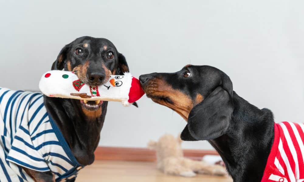 Recent Study Shows That Dogs May Stay in 'Better Health' If They Have A Pet Friend