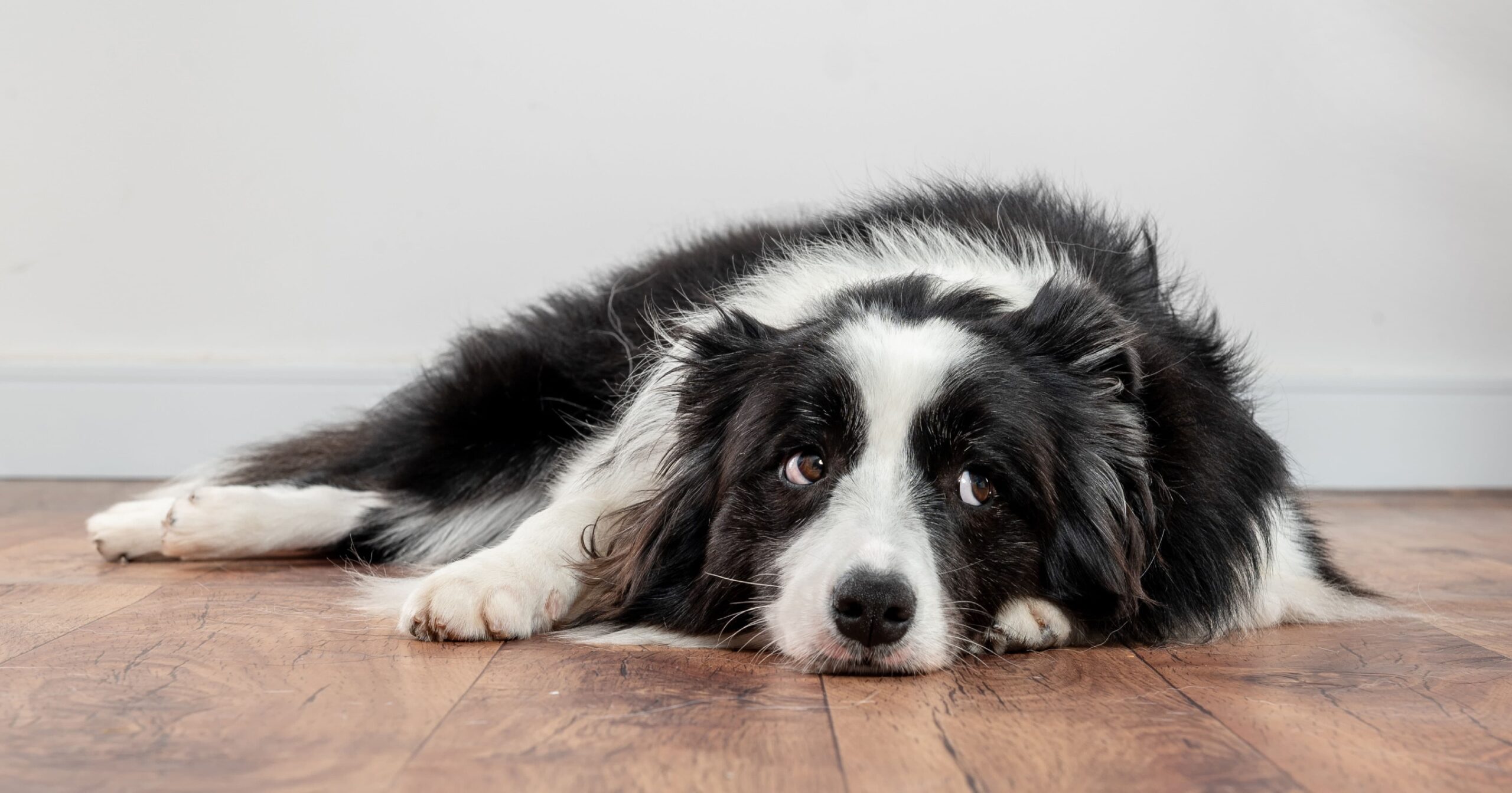 A dog lying on the floor.