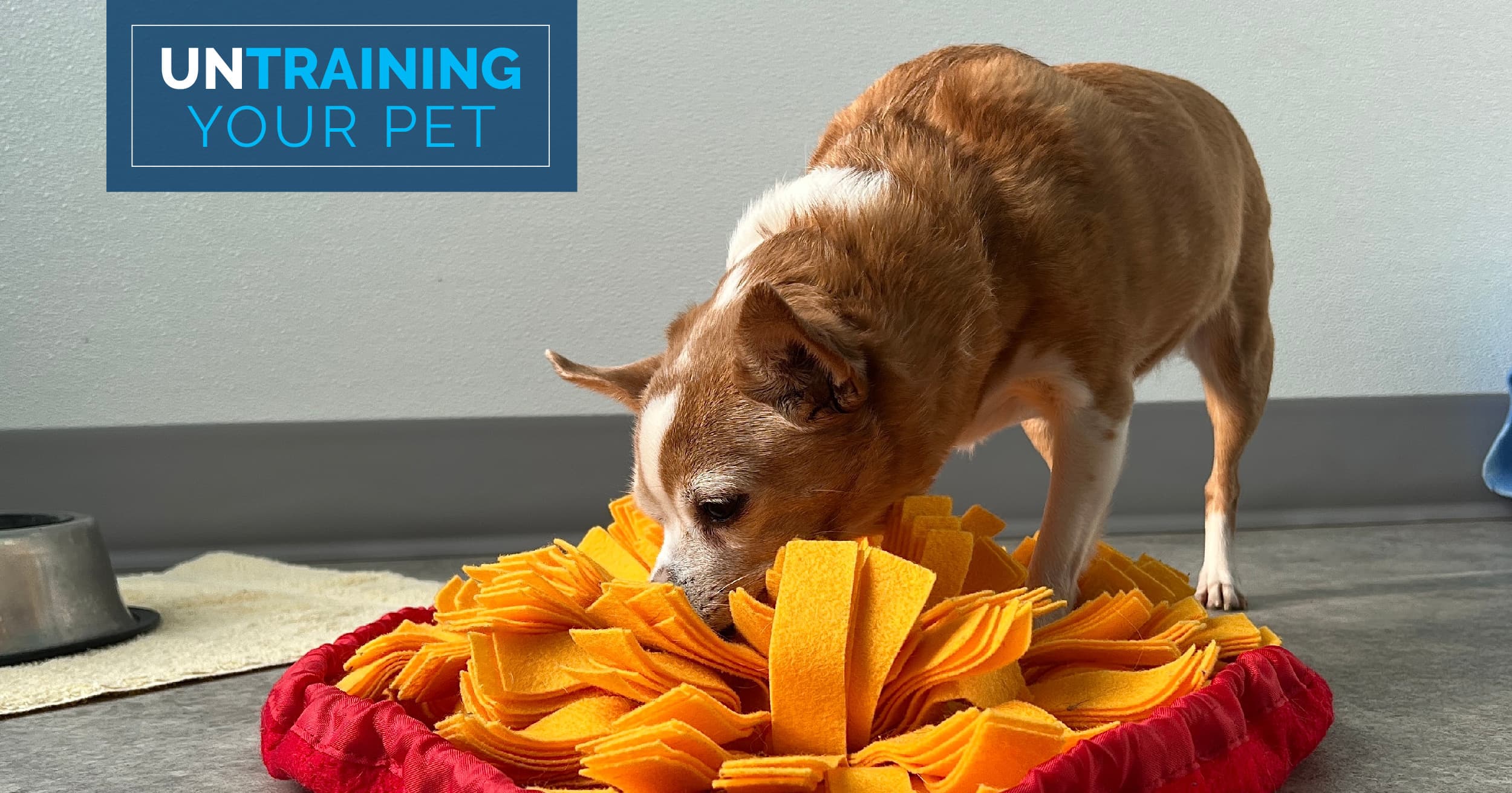 A tan and white dog searching for kibble through a Snuffle feeding mat with orange fabrics strips.