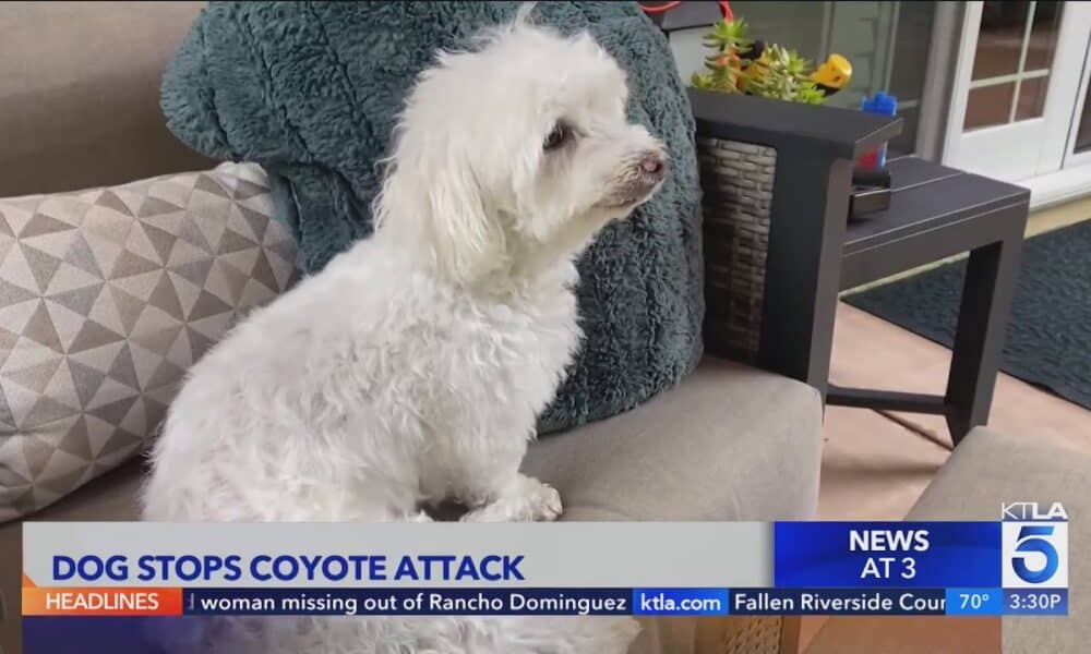 Small Elderly Dog Saves Puppy Brother From Coyotes In California