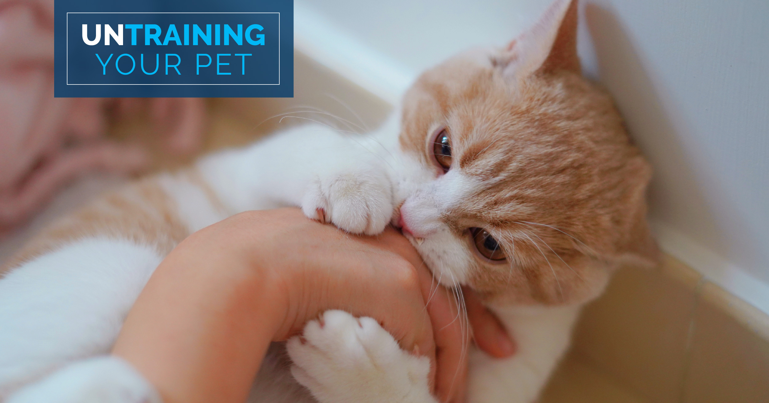 An orange and white cat grabbing and biting a hand.