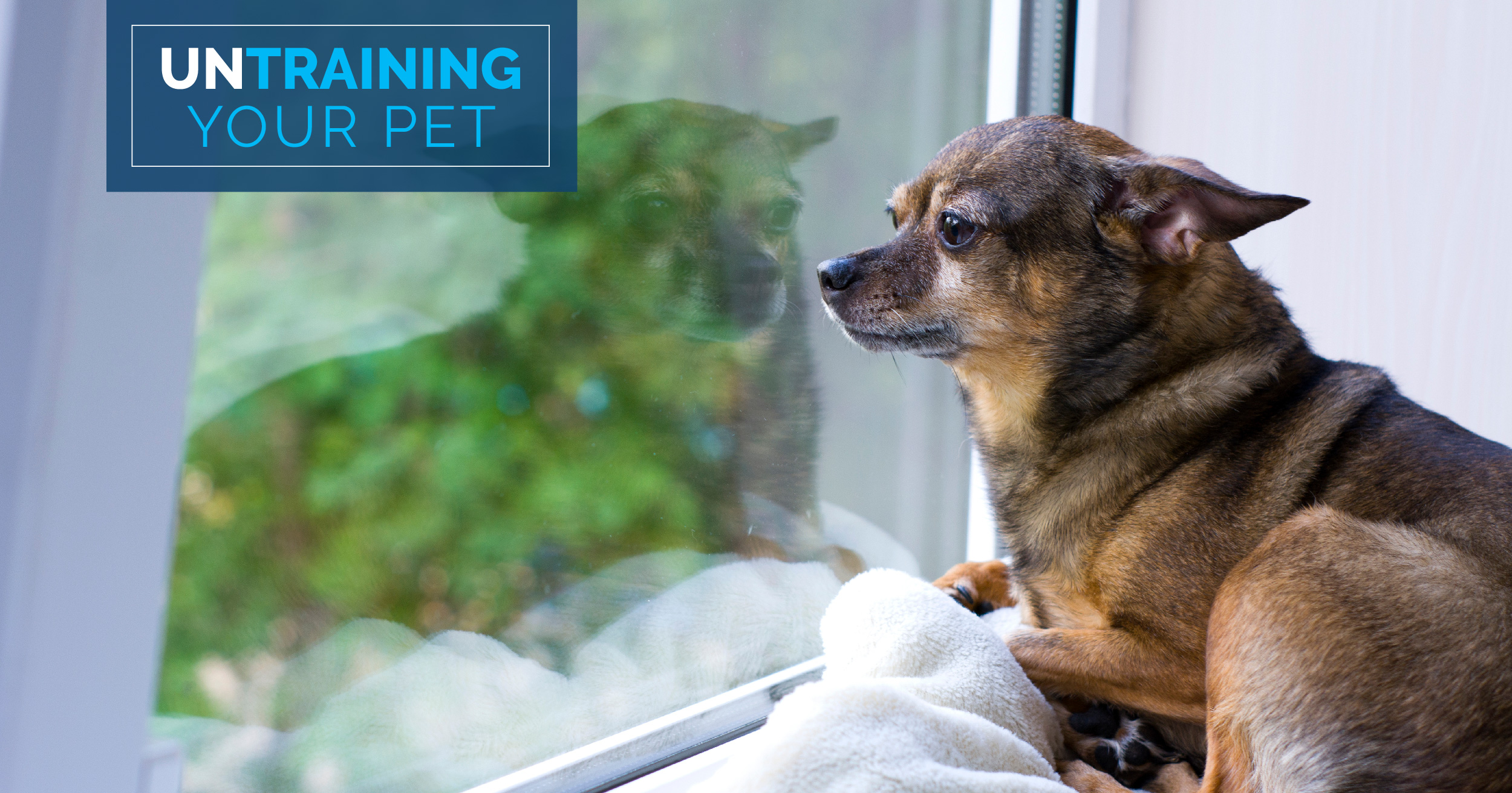 A brown and black dog sitting on a white blanket staring out a window.