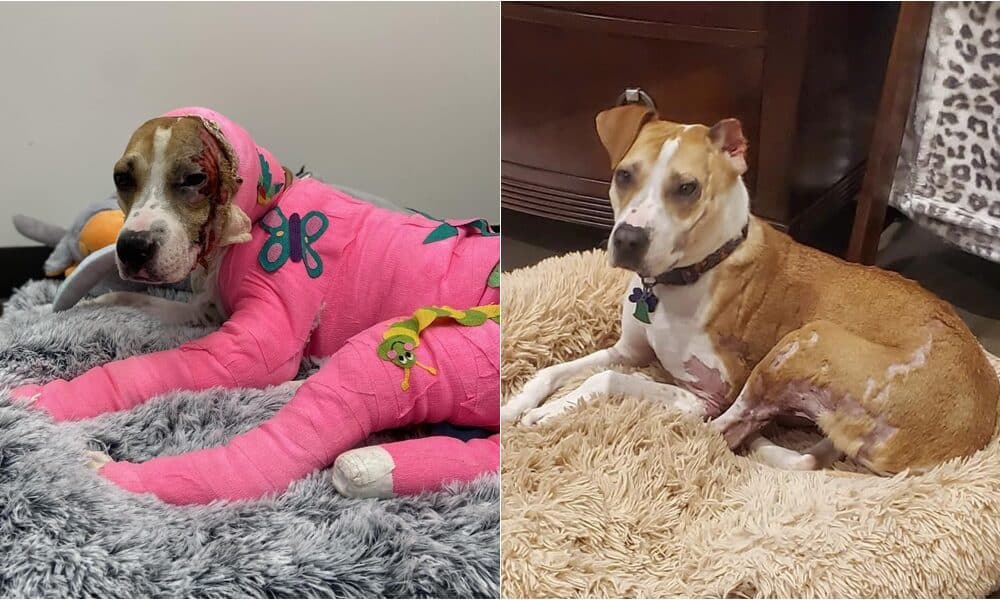 Tennessee Dog Set On Fire A Year Ago Finds Forever Home