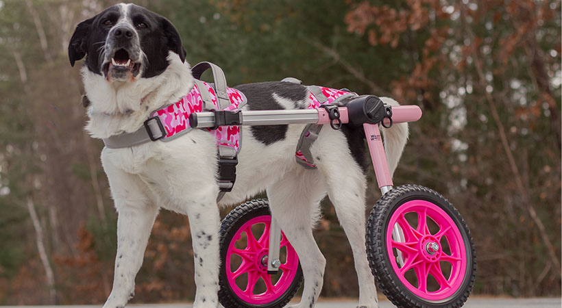 Upgraded wheelchair options for the Walkin' Wheels