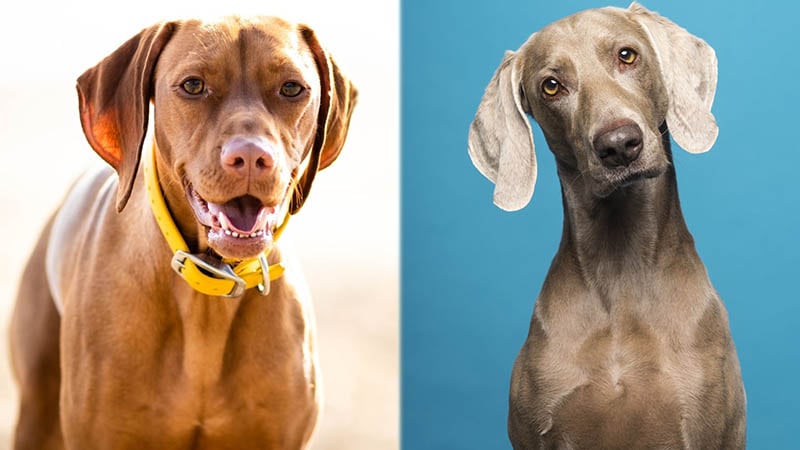 Parent Breeds of Vizsla Weimaraner Mix