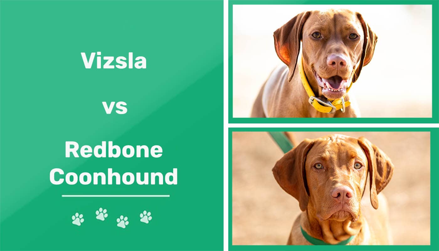 Vizsla vs Redbone Coonhound