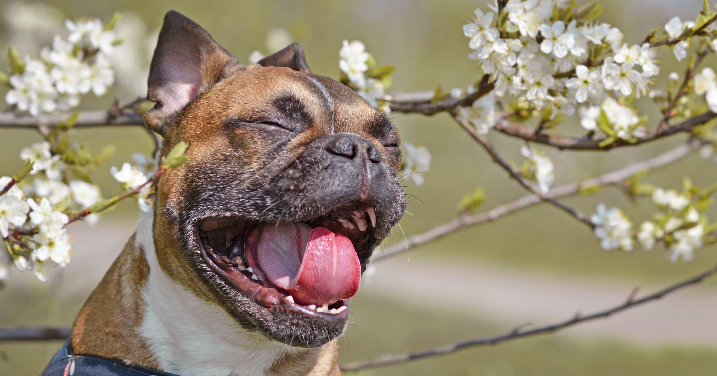 A brown dog with its mouth open standing next to white flowers in the sun.