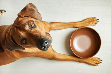 What Are Qualities of the Best Vegetarian Dog Food?