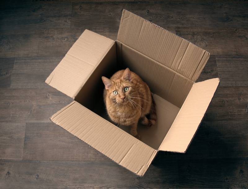 orange-cat-sitting-in-a-square-cardboard-box-on-a-wooden-floor