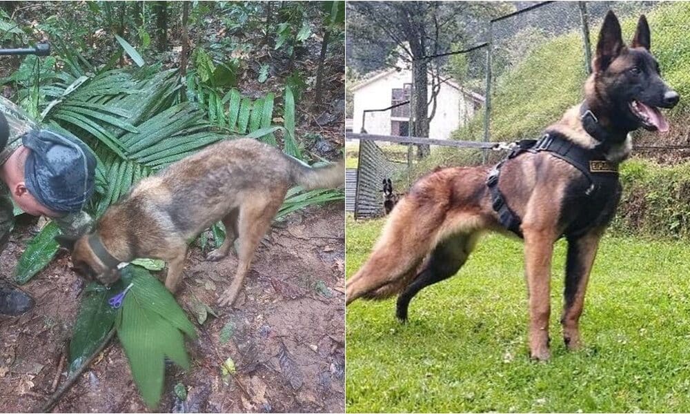 Wilson The Rescue Dog That Helped Find Lost Kids In Amazon Now Missing