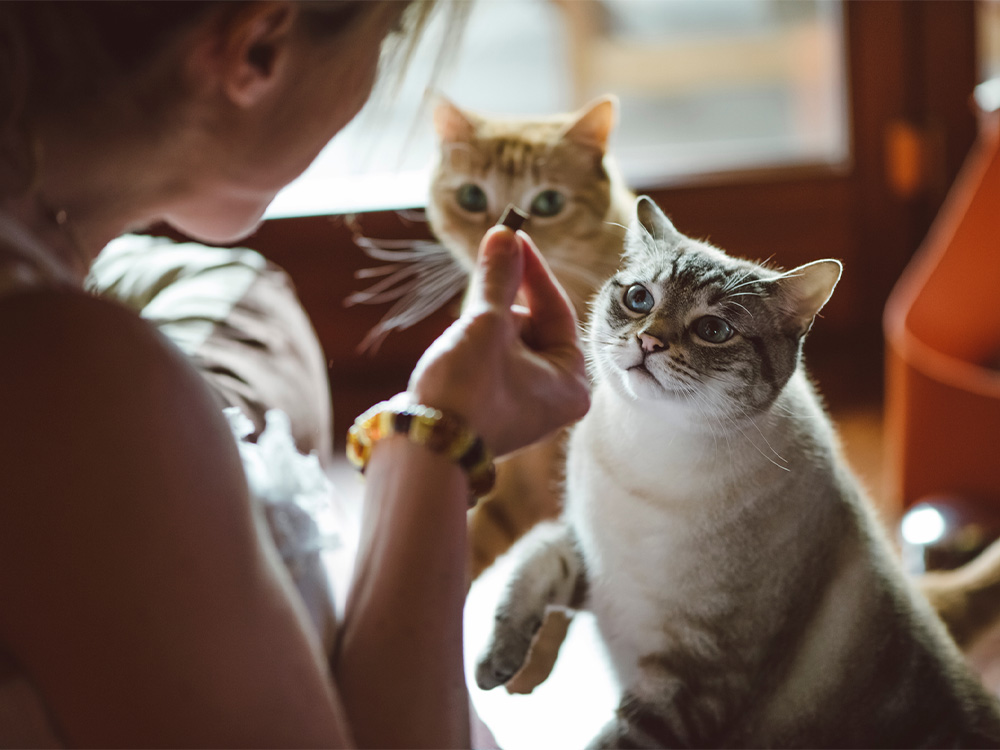 volunteer feeding cats at shelter