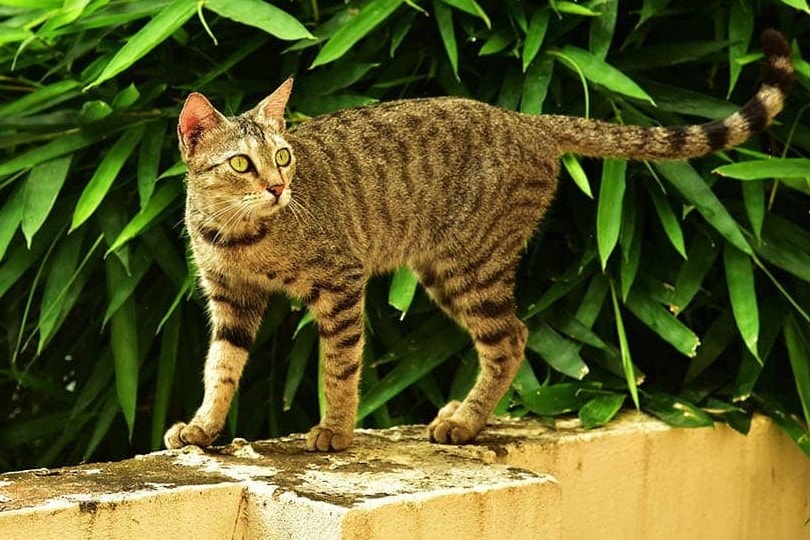 cat walking in front of a bamboo leaves