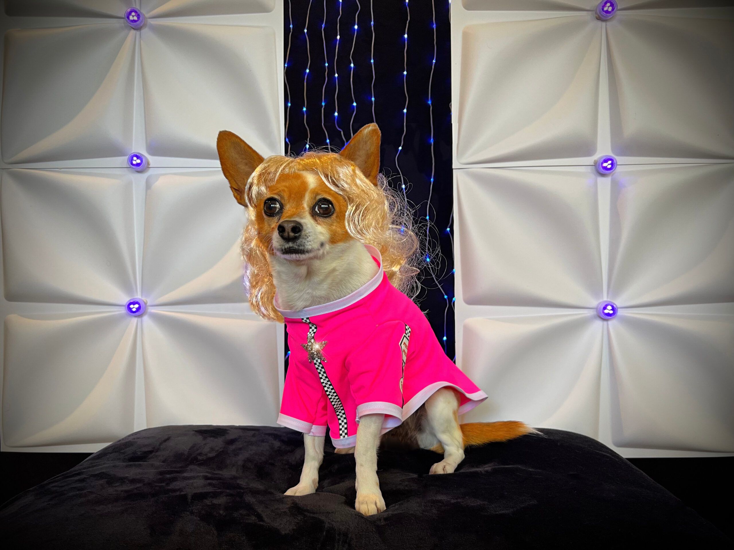 Dog Instagram Celebrity RuPawl's Droolworthy New Dog Clothing Line – Dogster