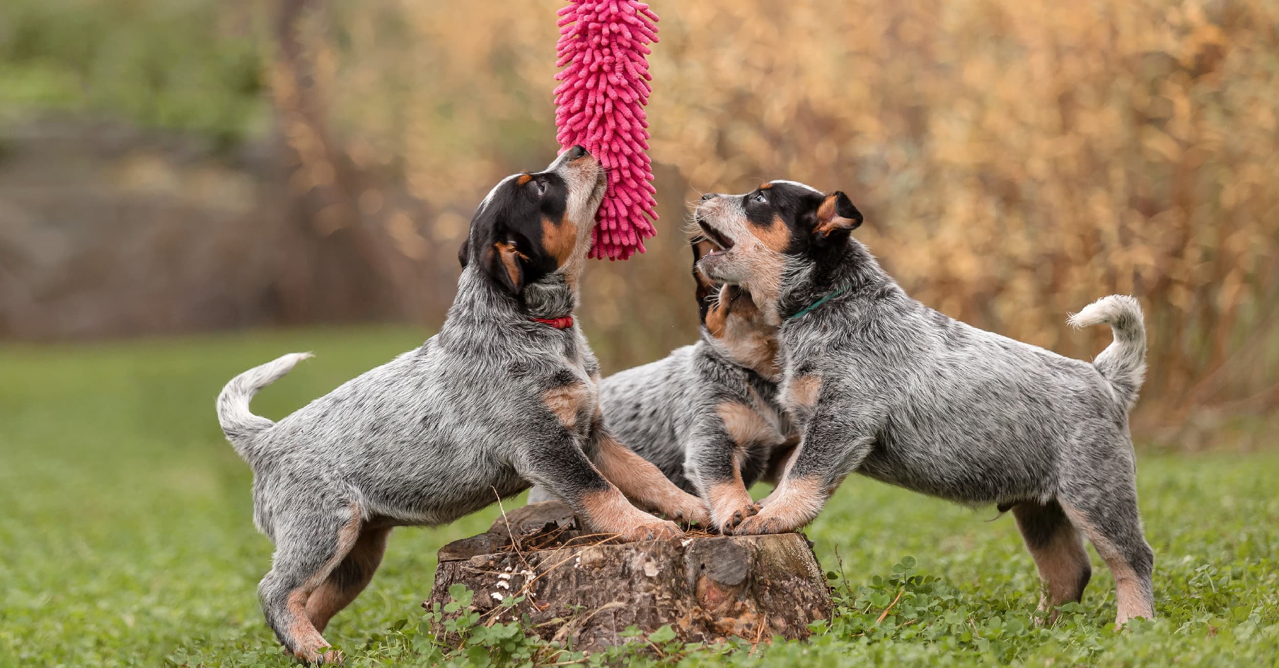 Three gray, black and tan puppies playing outside with a pink dog toy.