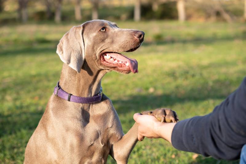 a weimaraner dog being trained at the park