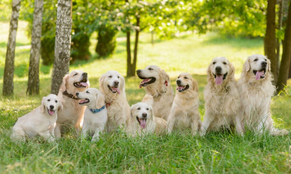 Hundreds Of Golden Retrievers Gather And Meet In Scotland