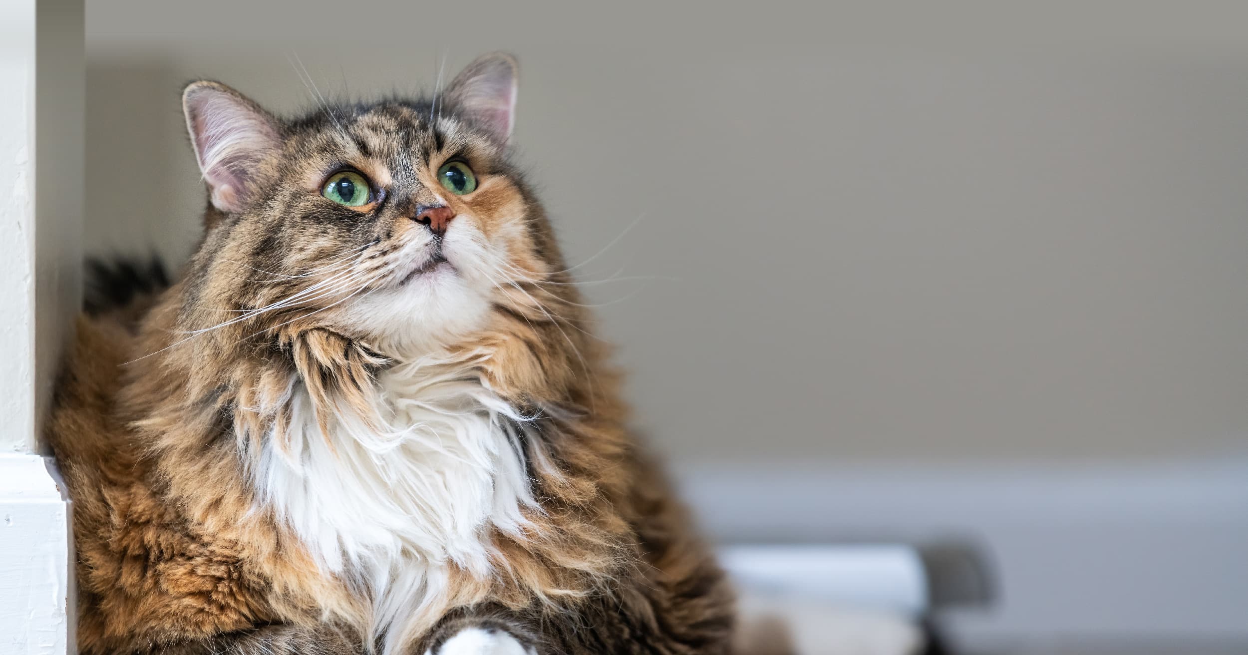 A white, black and tan longhaired cat looking up.