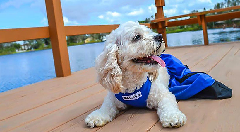 Paralyzed dog wears drag bag to protect legs