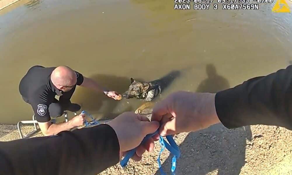 Police Officers Rescue Dog From A Canal With The Help Of Muffins