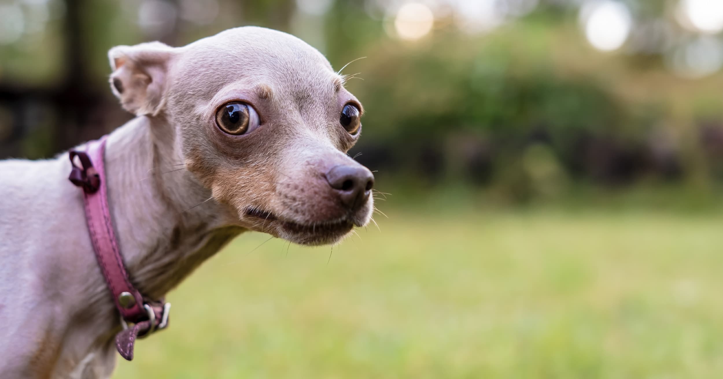 A brown Chihuahua standing in the grass.