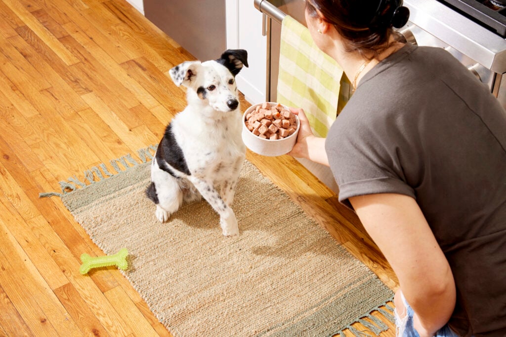 Top 5 Myths and Misconceptions About Pet Nutrition