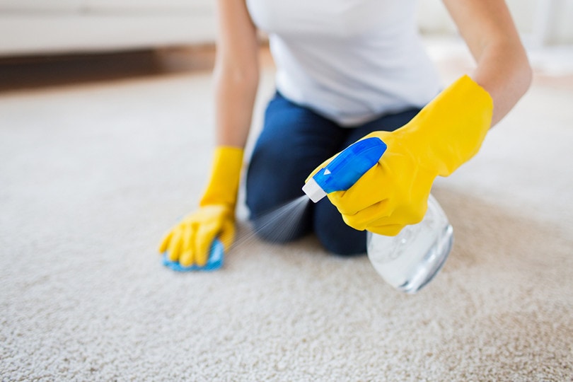 Cleaning Carpet