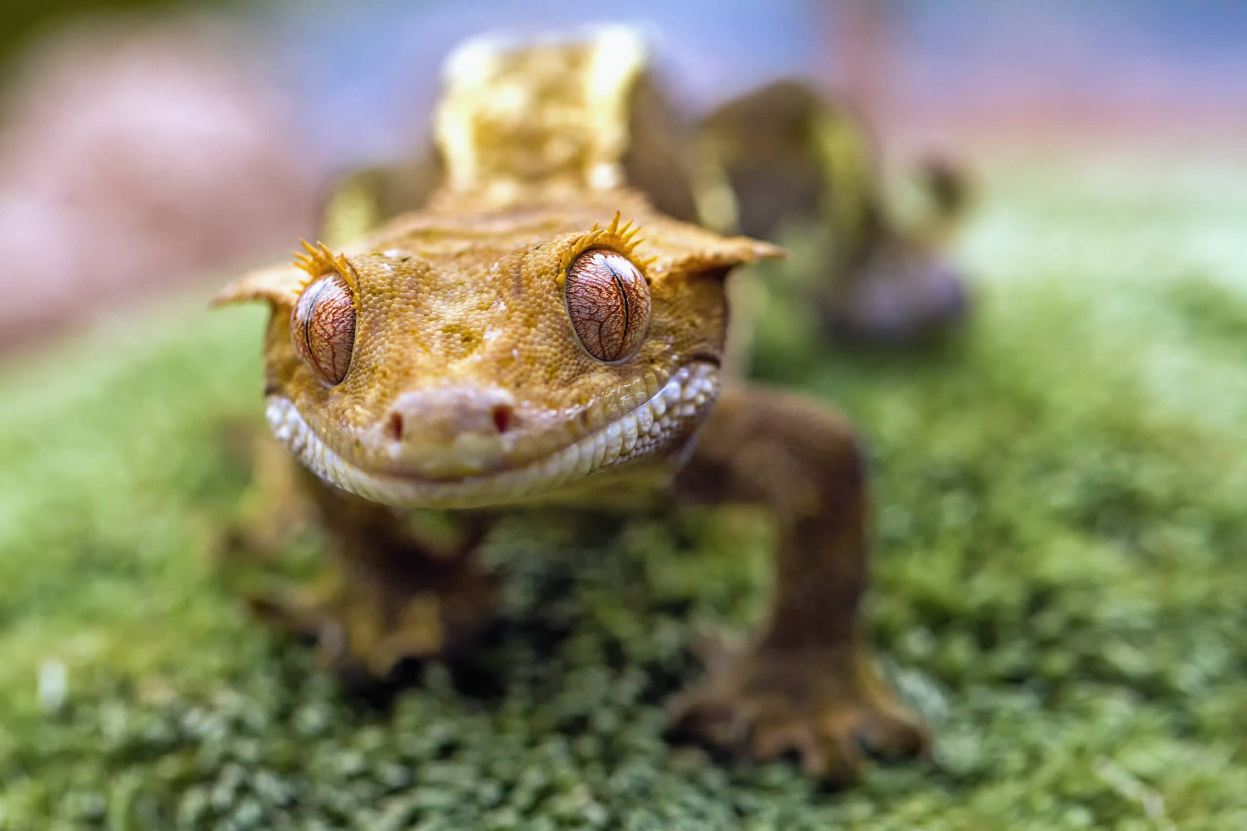 12 Essential Crested Gecko Supplies for Your Reptile (2023 Guide)