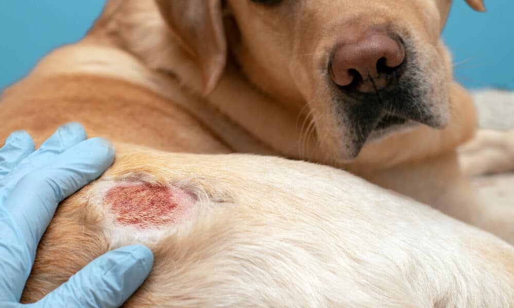 6 Of The Most Common Dog Skin Conditions