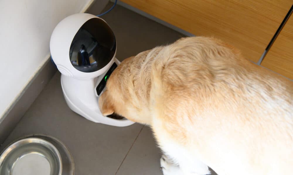 7 Dog Gadgets To Make Your Life Easier