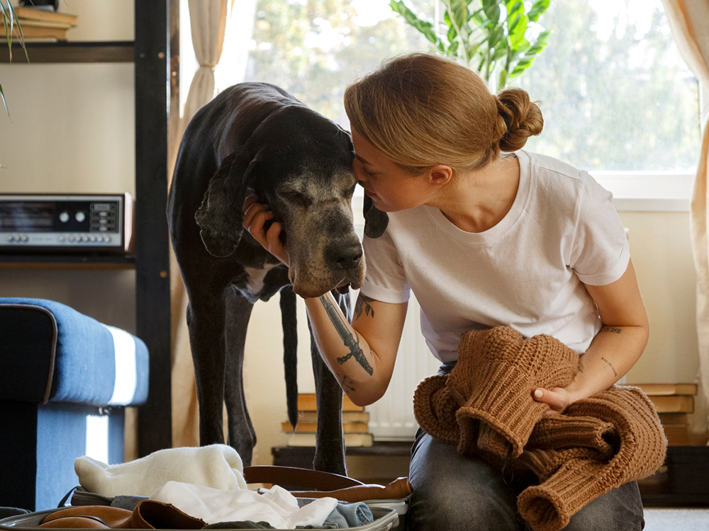 big apartment dog (great dane)