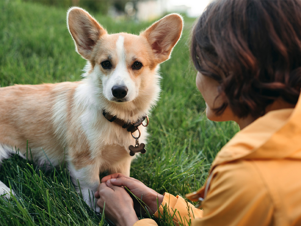 woman meeting dog first time