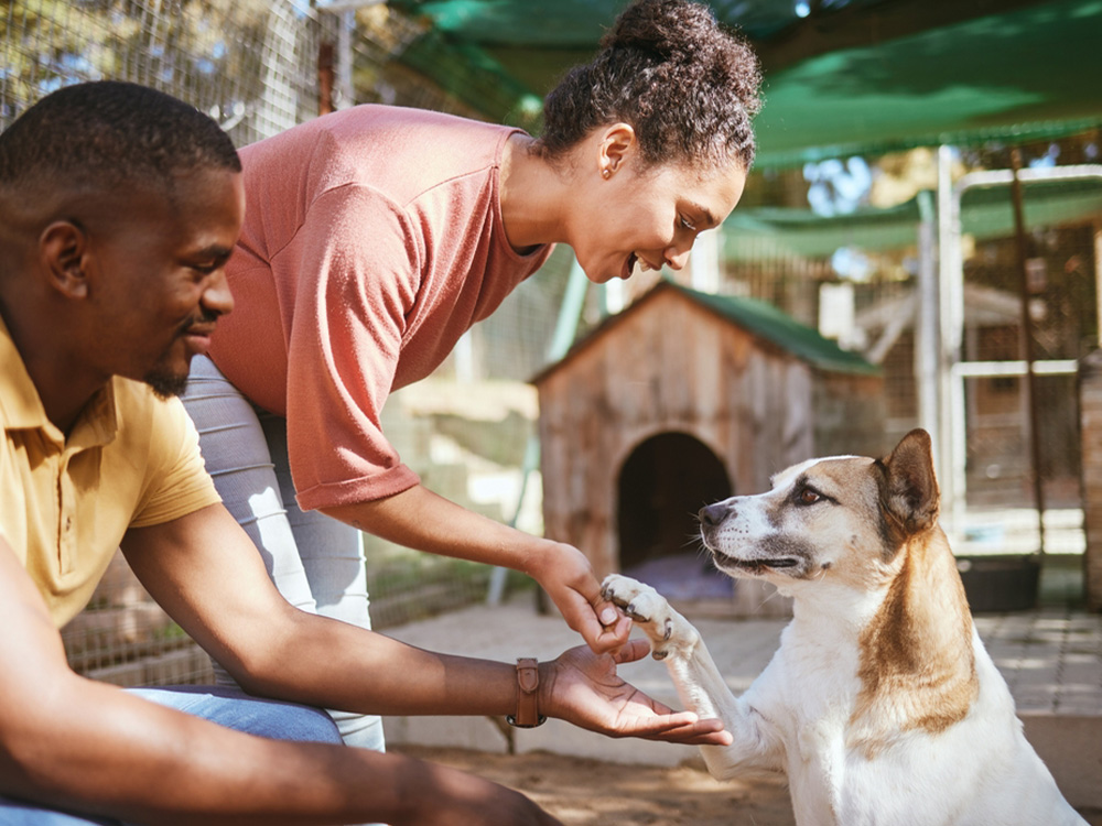 two potential adopters choosing a shelter