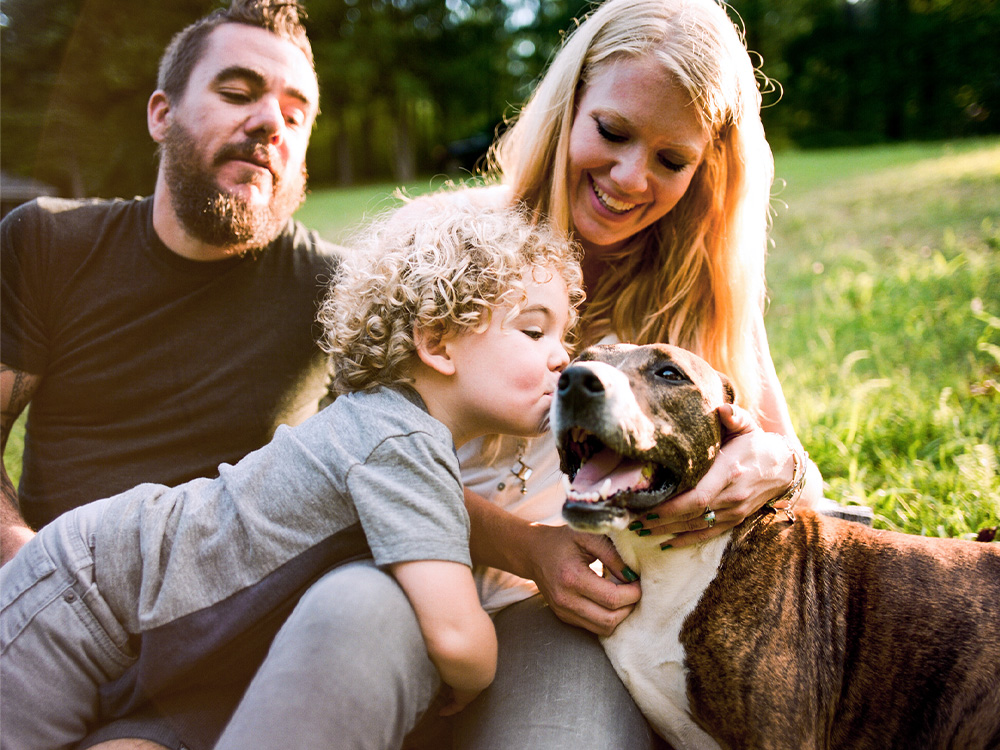 family introduces child to newly adopted pitbull dog