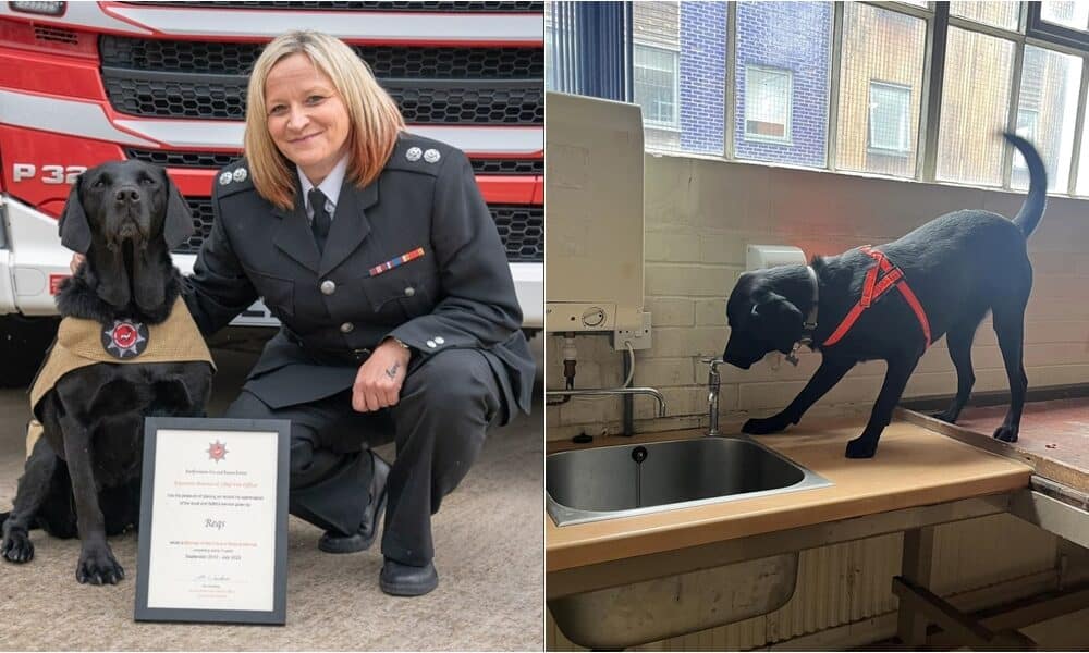 Britain's Longest-Serving Fire Dog Retires After 11 Years Of Service and 500 Investigations