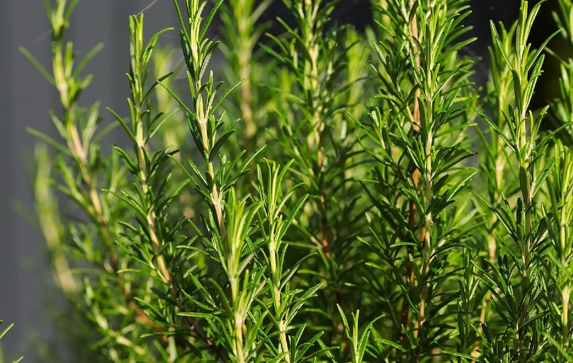 rosemary