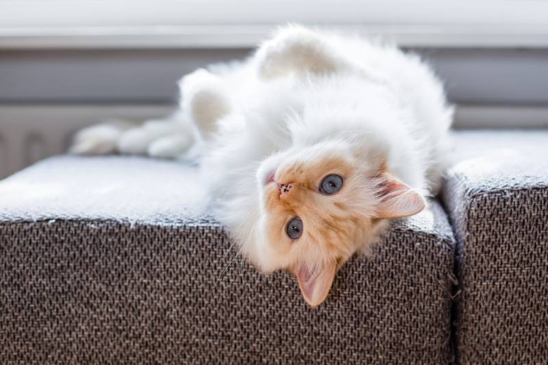 Lazy white ragdoll cat with blue eyes is laying on the couch at the window