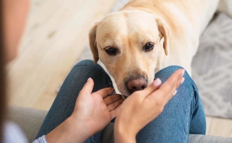 dog sniffing owner