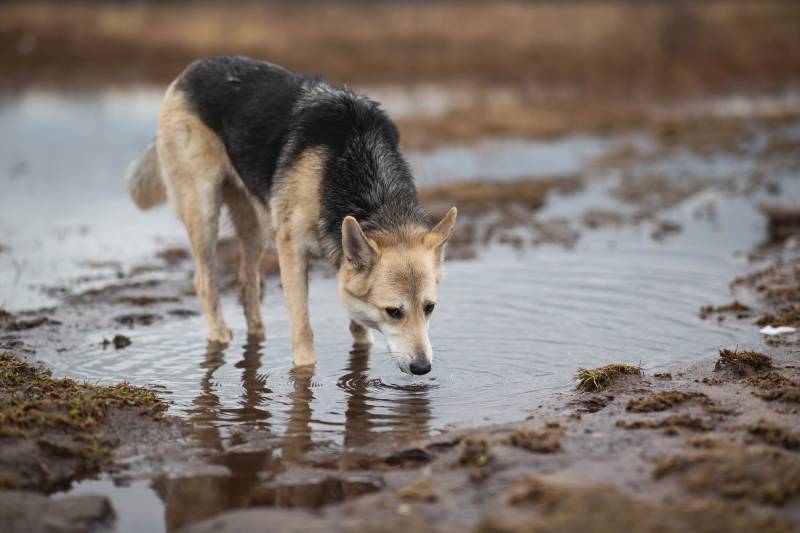 mongrel dog drinking water from puddle