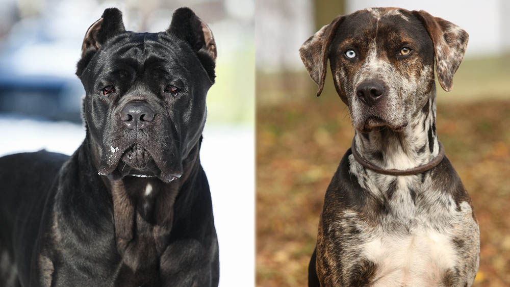 Parent Breeds of Cane Corso Catahoula Mix