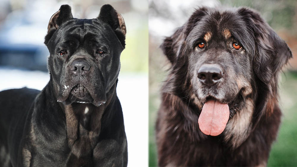 Parent Breeds of Cane Corso Tibetan Mastiff Mix