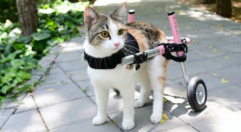 Danette in her Cat Wheelchair